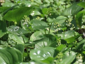 マイヅルソウの写真