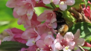 タニウツギの写真