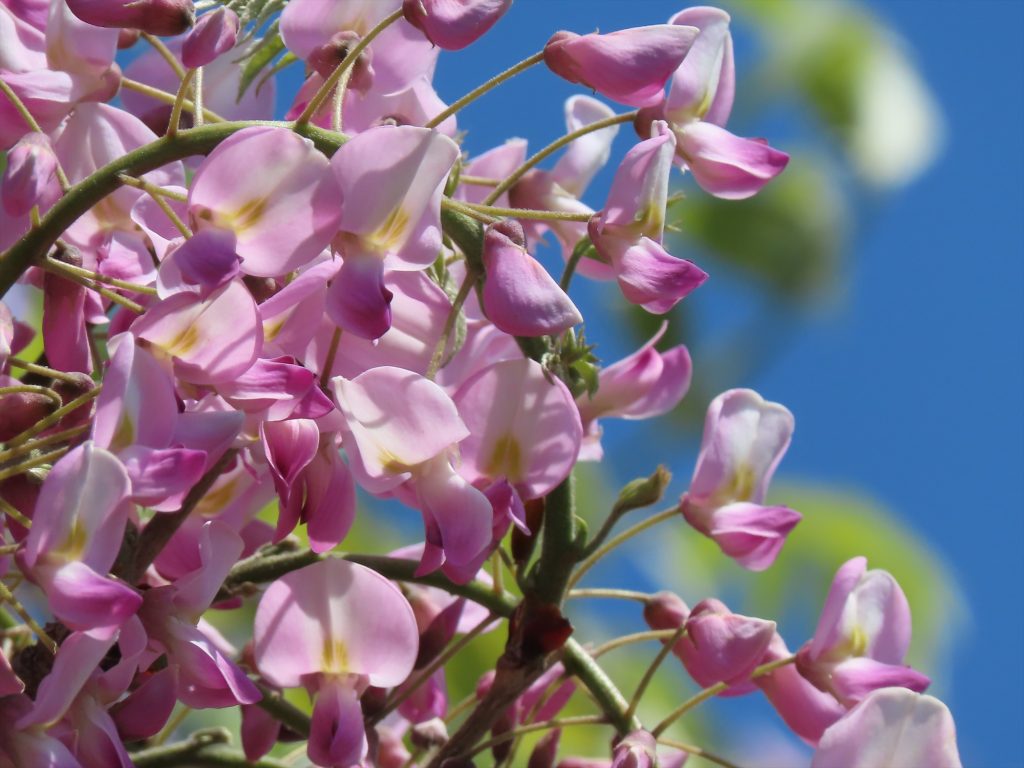 ピンク色のフジの写真