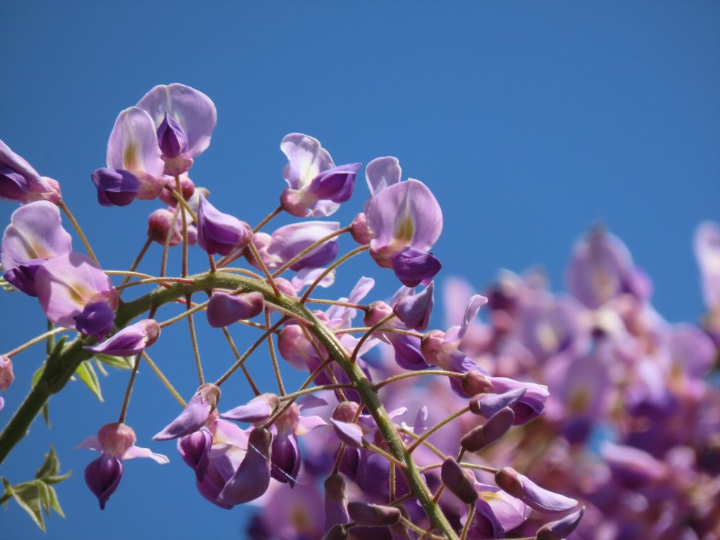 よくある紫色のフジの写真