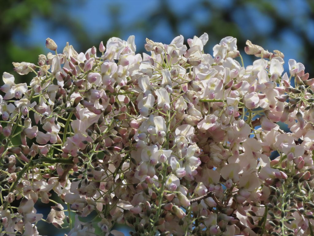 白っぽいフジの写真