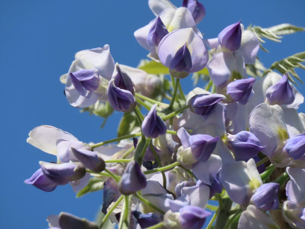真ん中が青紫のフジの写真