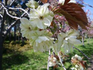「今日のギョイコウ（御衣黄）」の画像