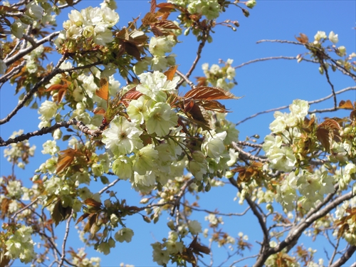 「ギョイコウが見頃です」の画像