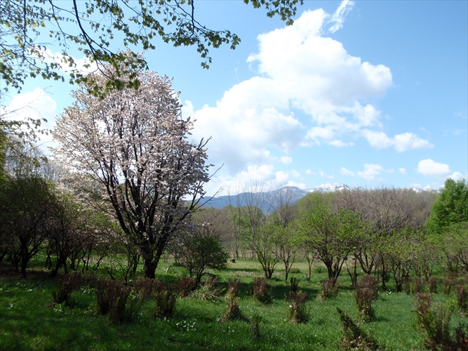 「5月7日の開花状況」の画像