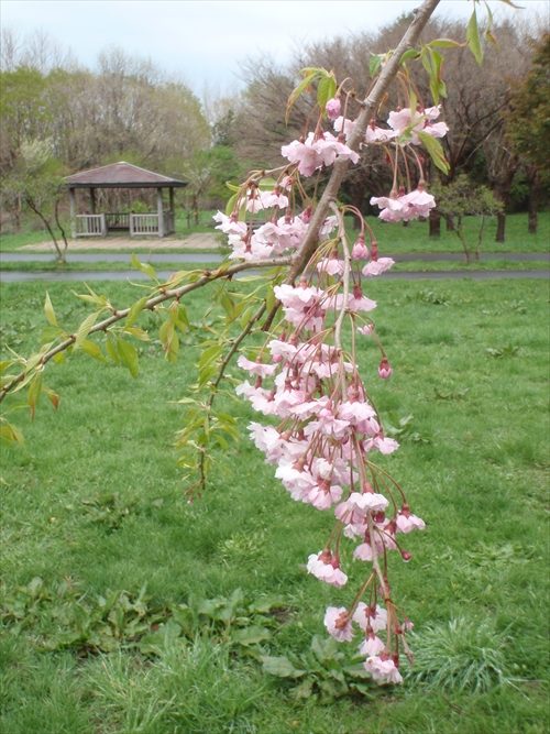 シダレザクラの写真２