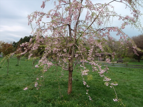 「5月8日の開花状況」の画像