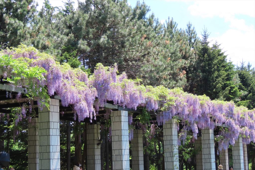 「6月2日のフジ」の画像