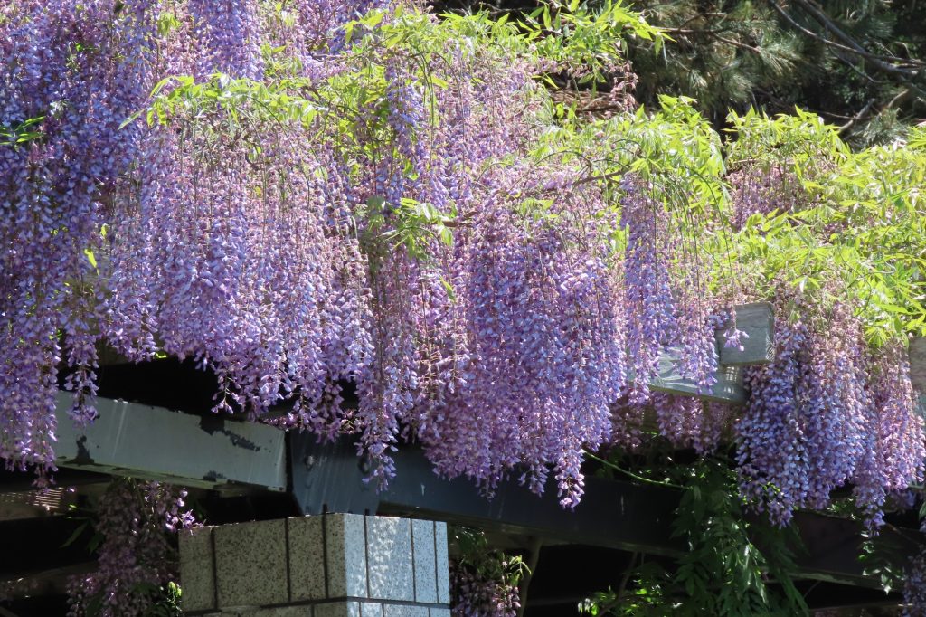 花木園側のフジのアップ