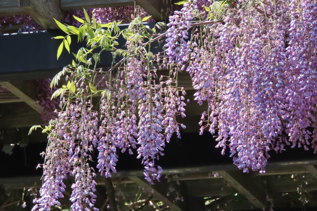 海側のフジの写真