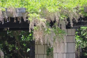 海側の白いフジの写真