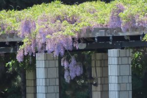 海側の紫色のフジの写真