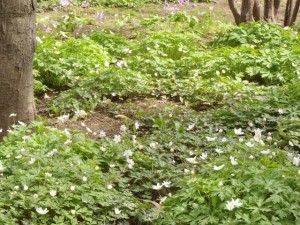 ニリンソウとカタクリ