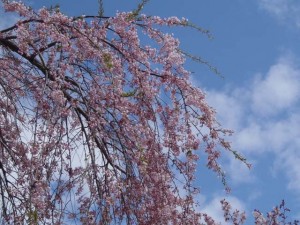 枝垂桜＠日本庭園