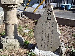 不老松の石碑