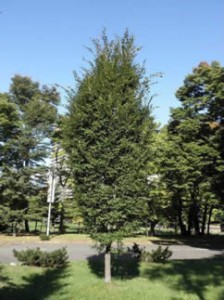 むさしの2号と思われる写真