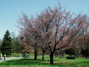 ｴｿﾞﾔﾏｻﾞｸﾗ２