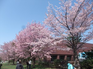 昨日の風雨で花が散り始めているエゾヤマザクラです