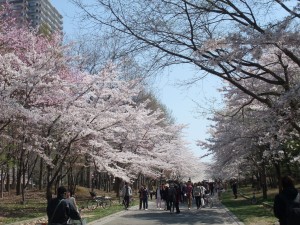 ソメイヨシノ並木は満開で写真撮影ポイントです