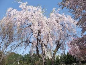 日本庭園のシダレザクラも見事でしょ！