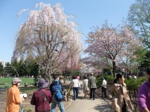 日本庭園も観光の方が多く、シダレザクラに見入っていらっしゃいました