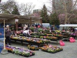 園芸市２