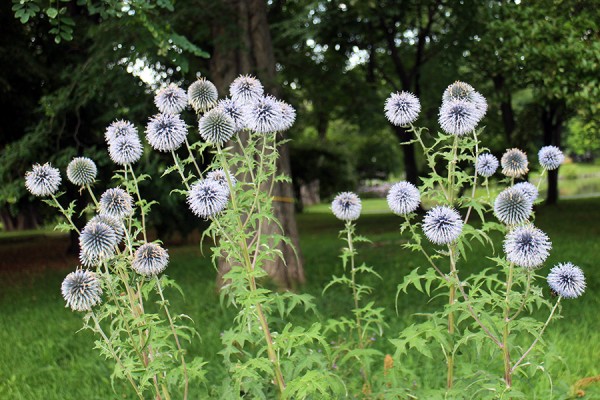 エキノプス（ルリタマアザミ）