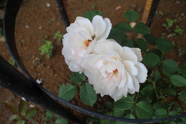 ザ・ジェネラス・ガーデナー