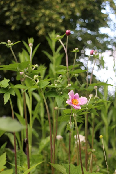 シュウメイギク（ピンク）