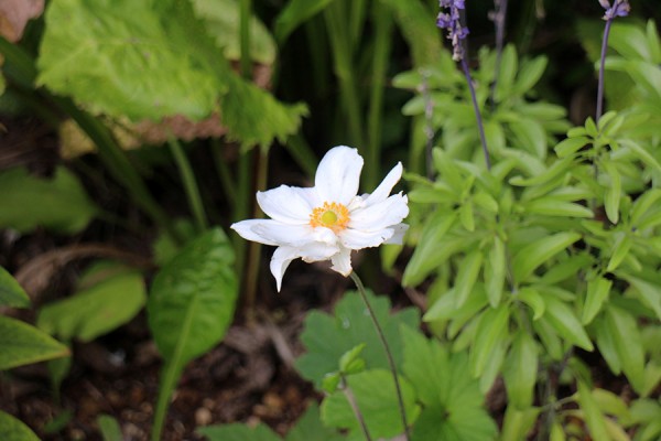 シュウメイギク（白）