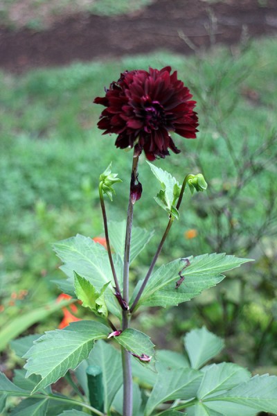 ダリアポンポンショコラ