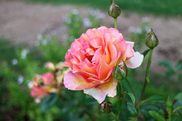 ラ・パリジェンヌ