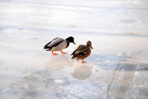 マガモのカップル
