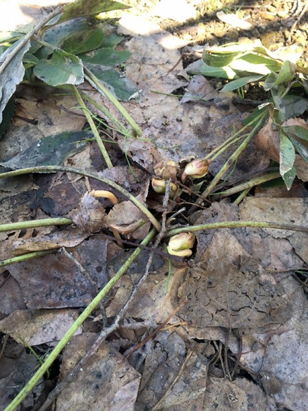 クリスマスローズ