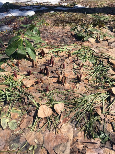 チューリップ、ムスカリ