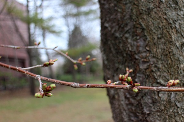 ｴｿﾞﾔﾏｻﾞｸﾗ1