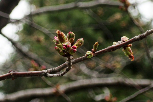 ｴｿﾞﾔﾏｻﾞｸﾗ2