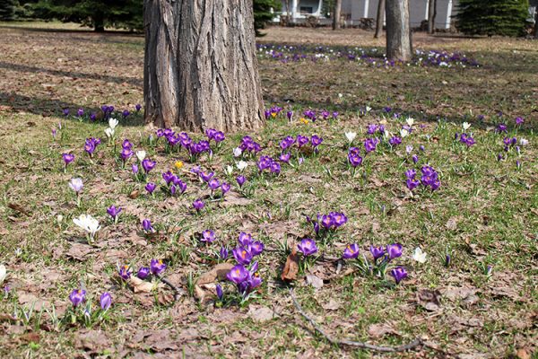 クロッカスの群落