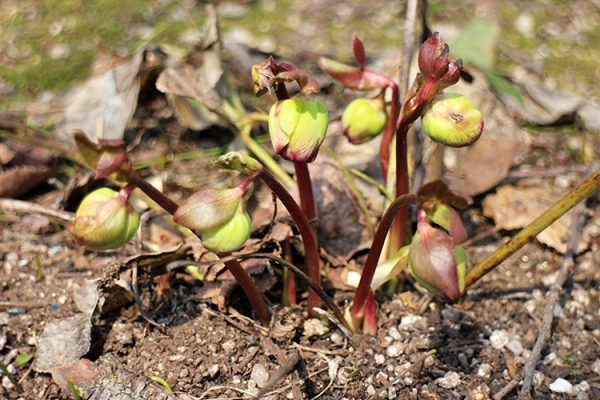 クリスマスローズの蕾
