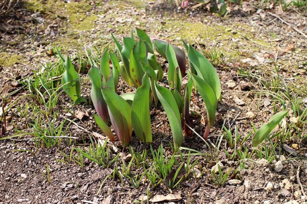 チューリップとムスカリ