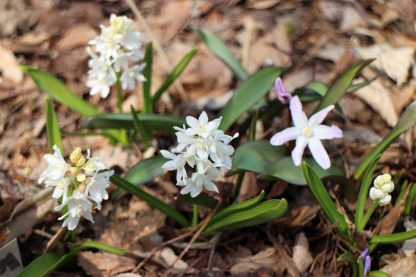 プシキニアとチオノドクサ