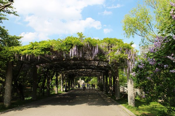 日本庭園横のフジ棚