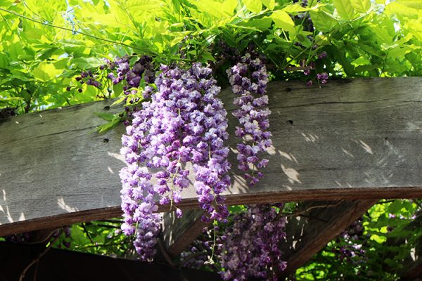 中島公園駅3番出口横のフジ棚