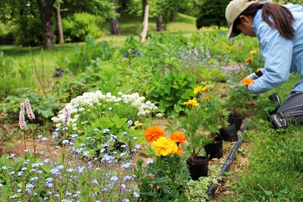 花苗の植え込み