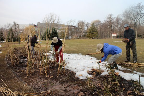 バラの冬囲い撤去