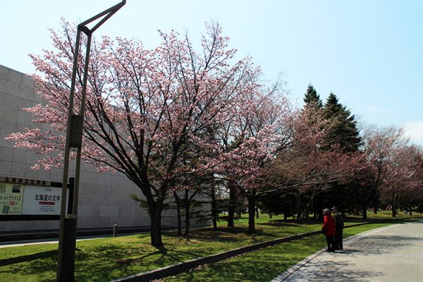 北海道立文学館とエゾヤマザクラ