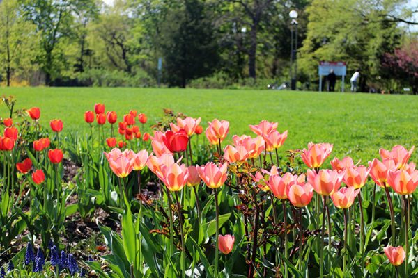 満開のチューリップ