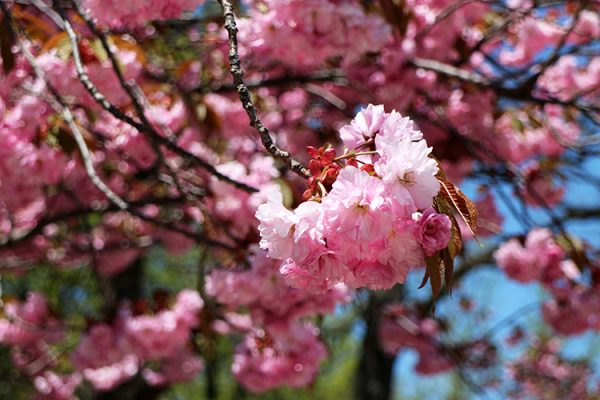 ヤエザクラアップ