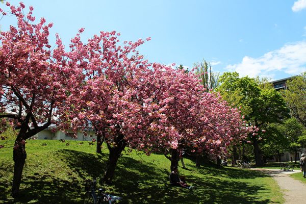 天文台下のヤエザクラ