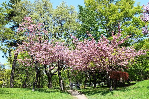 菖蒲池沿いのヤエザクラ